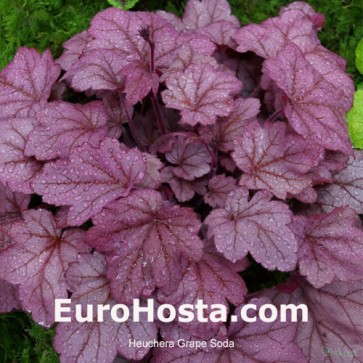 Heuchera Grape Soda 