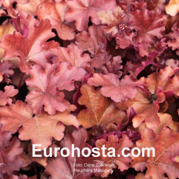 Heuchera Mahogany