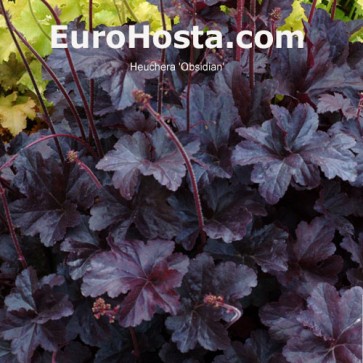 Heuchera Obsidian