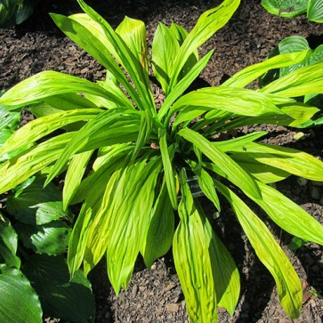 Hosta Foxfire Good Friday