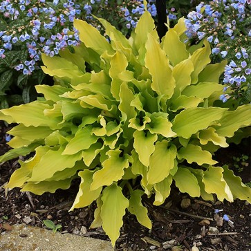 hosta marrakech