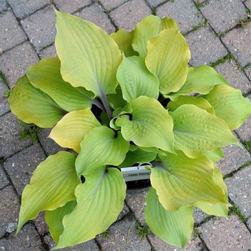 Hosta Holar Rising Flame