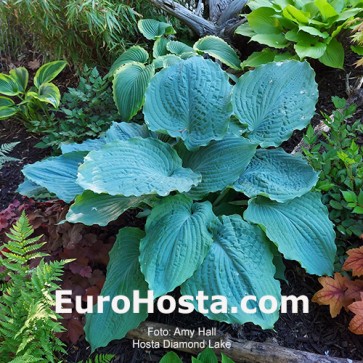 Hosta Diamond Lake