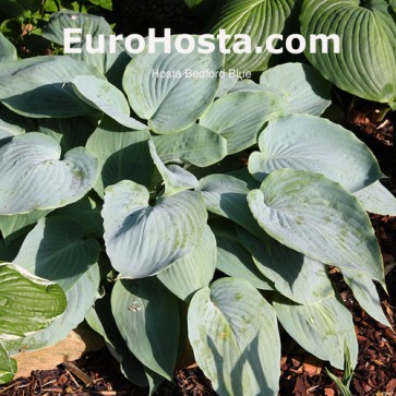 Hosta-Bedford-Blue-Eurohosta