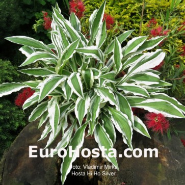 Hosta Hi Ho Silver - Eurohosta