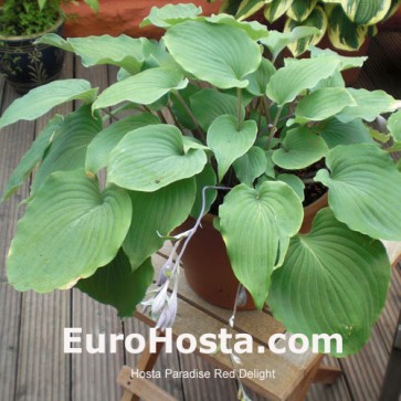 Hosta Paradise Red Delight - Eurohosta