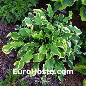 Hosta Wheee! - Eurohosta