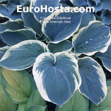 Hosta American Halo - Eurohosta