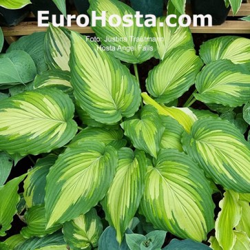 Hosta Angel Falls