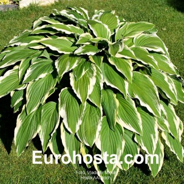 Hosta Antioch - Eurohosta