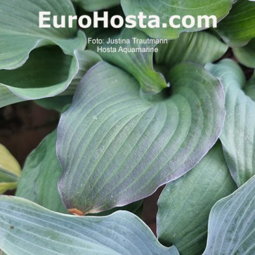 Hosta Aquamarine