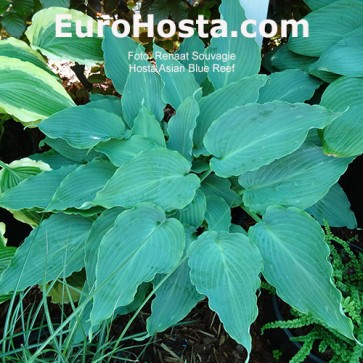 hosta Asian Blue Reef