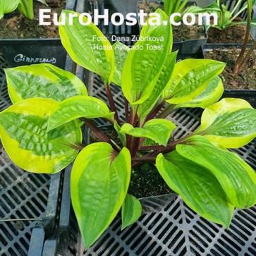 Hosta Avocado Toast