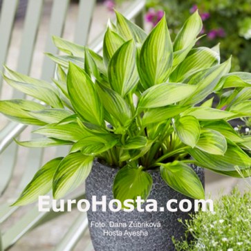 Hosta Ayesha