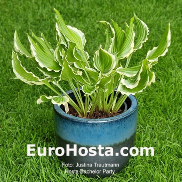 Hosta Bachelor Party