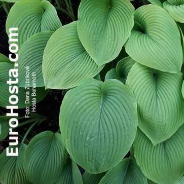 Hosta Behemoth funkia | EUROHOSTA