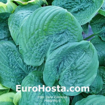 hosta Big B