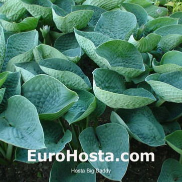 Hosta Big Daddy - Eurohosta