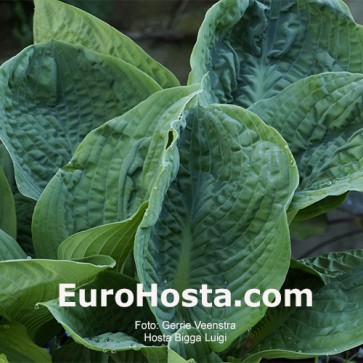 Hosta Bigga Luigi