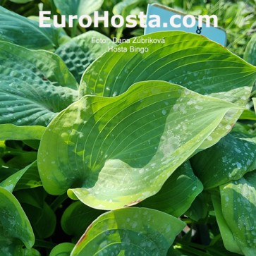 Hosta Bingo