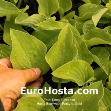 Hosta Birchwood Parky's Gold - Eurohsta