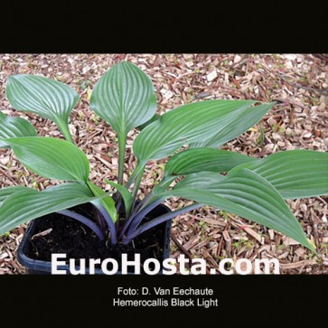 Hosta Black Light