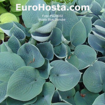 Hosta Blue Danube funkia | EUROHOSTA