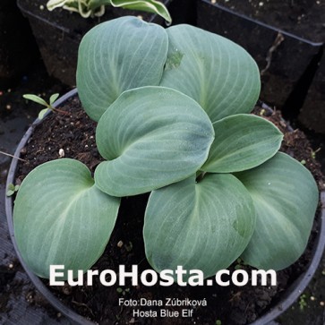 Hosta Blue Elf