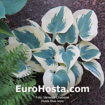 Hosta Blue Ivory