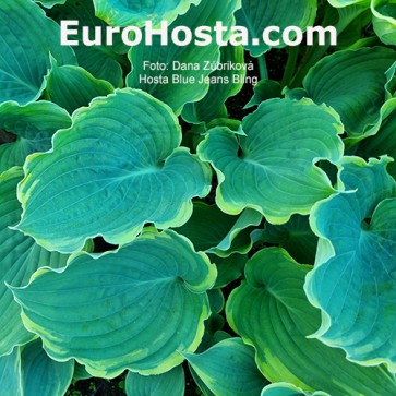 Hosta Blue Jeans Bling