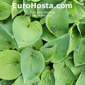 Hosta Blue Lady