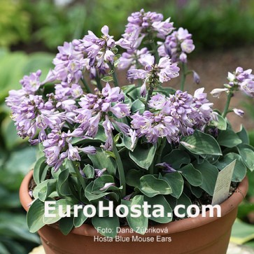 Hosta Blue Mouse Ears - Eurohosta