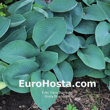 Hosta Blue Vision