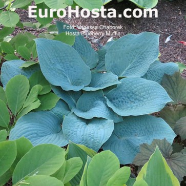 Hosta Blueberry Muffin - Eurohosta