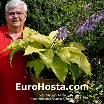 Hosta Bohemia Atlantis Sunrise 