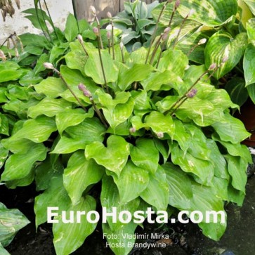 Hosta Brandywine