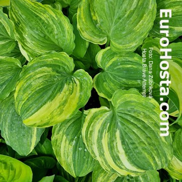 Hosta Brave Attempt