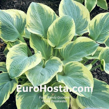 hosta Breakwater