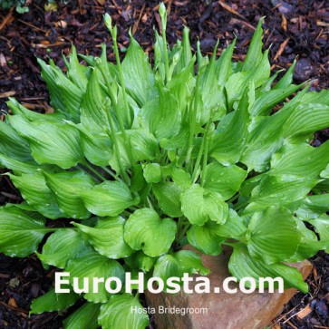 Hosta Bridegroom 