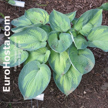 Hosta Bright Lights - Eurohosta