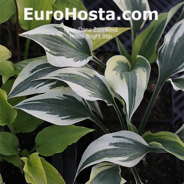 Hosta Bright Star