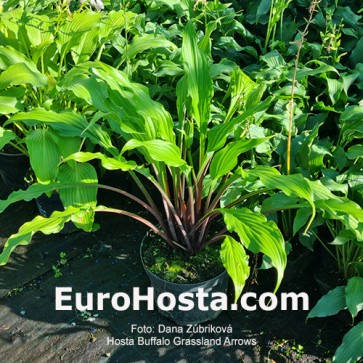 Hosta Buffalo Grassland Arrows