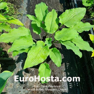 Hosta Buffalo Grassland Charm