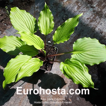 Hosta Buffalo Grassland Emerald 