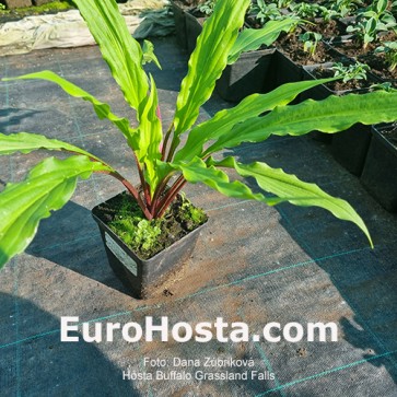 Hosta Buffalo Grassland Falls 