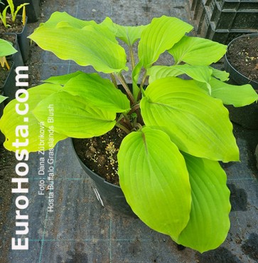 hosta Buffalo Grassland Blush