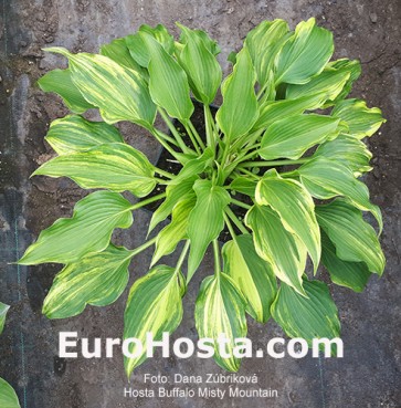 hosta Buffalo Misty Mountain