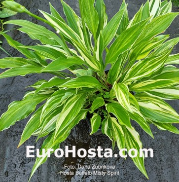 hosta Buffalo Misty Spirit 