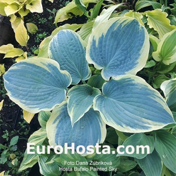 Hosta Buffalo Painted Sky