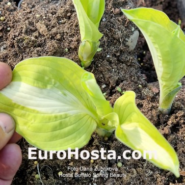 Hosta Buffalo Spring Beauty